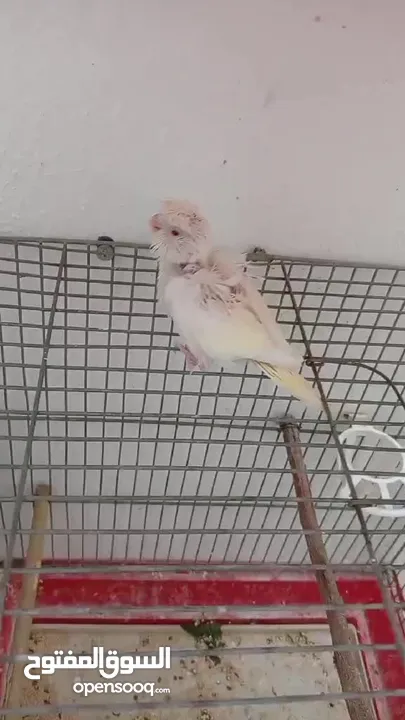 وجوز حب هوغو رومو ابيض عين حمرا مع فرخه عمر اسبوعين   داخل اربد بسعر مرت