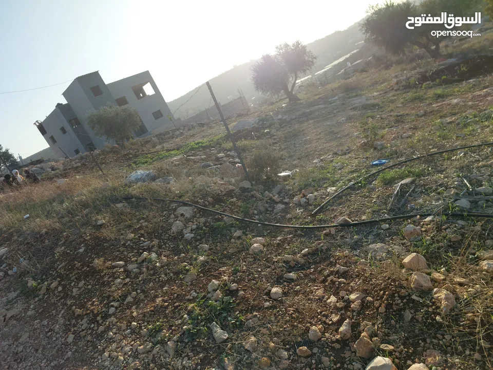 ارض على شارع رئسي بين الدير وأم التوت زيتون وللبناء جبلية وكاشفة