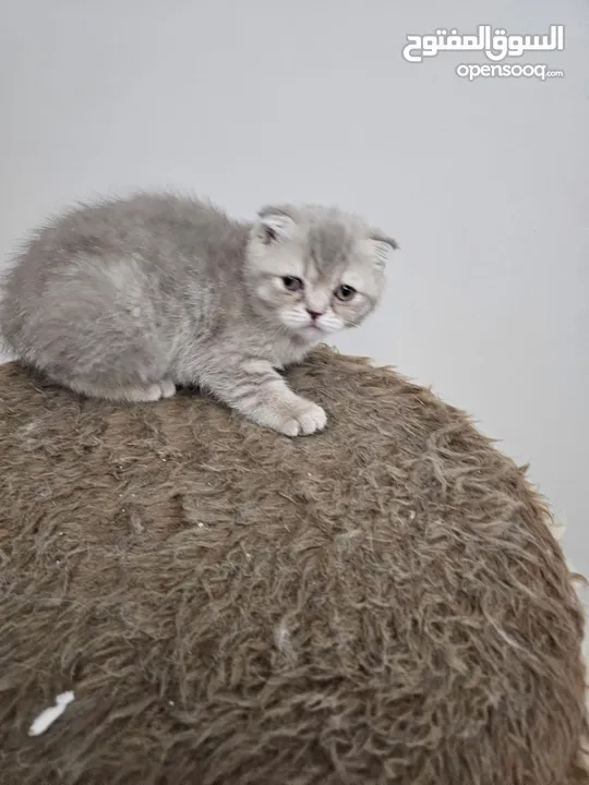 قطط نوع سكوتش فولد بيور عدد 2 انثى للبيع  .......................