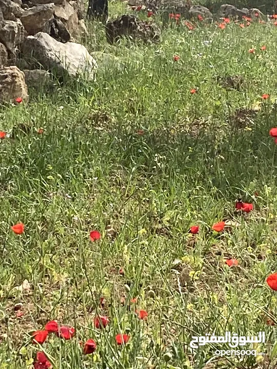 مزرعة للبيع