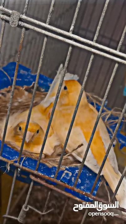 جوز كنار شغلات للبدل على ياكريم او روز