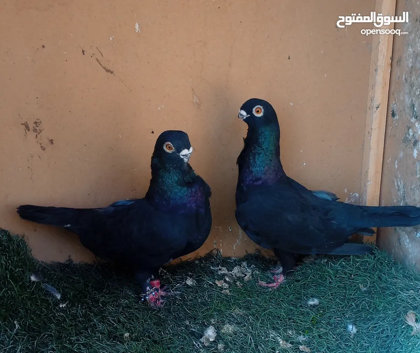 حمام للبيع جوز شغالات للبيع بدون الفراخ جوز بولنديات