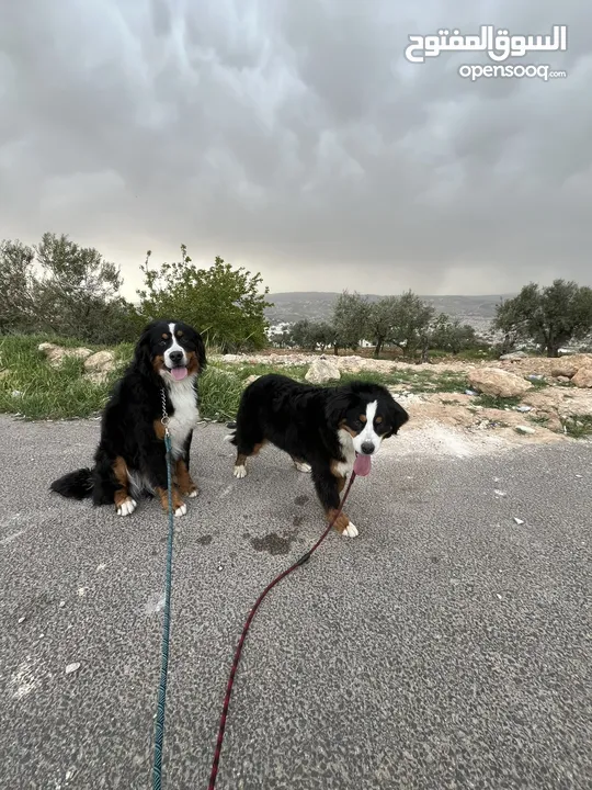 Swiss bernese