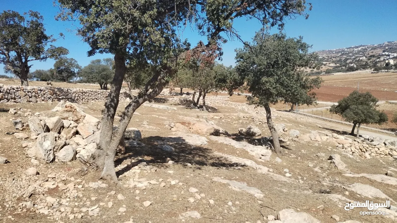 للبيع مزرعة زيتون ثلاث دونمات ونصف في السلط المغاريب حوض ام خروبه مطله على جبال فلسطين بسعر مغري 37