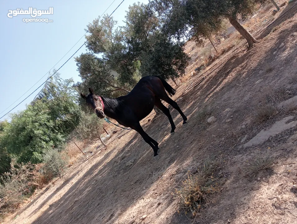 مهره عربيه تبارك الرحمن العمر سنه ونص.. غير مسجله