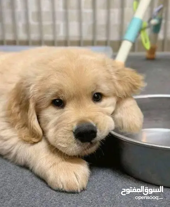 جولدن ريتريفر بريطاني آصلي  Golden retriever pure اعلى مستوى في الشرق الاوسط