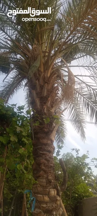 شجرة نخيل مثمرة مستقيمة ذات منظر جميل ومميز