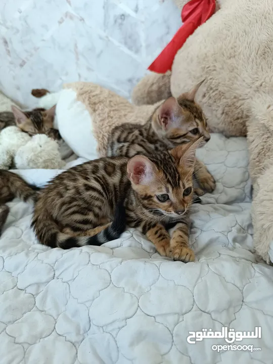 Bengal kittens