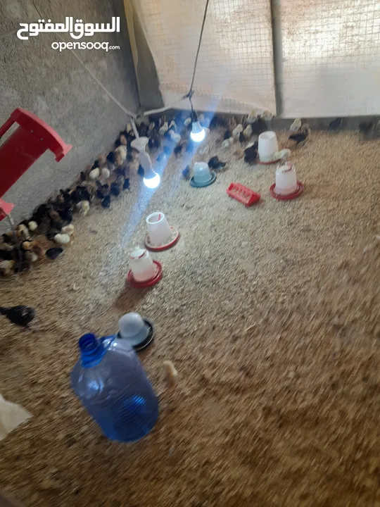 جاج بلدي وسط