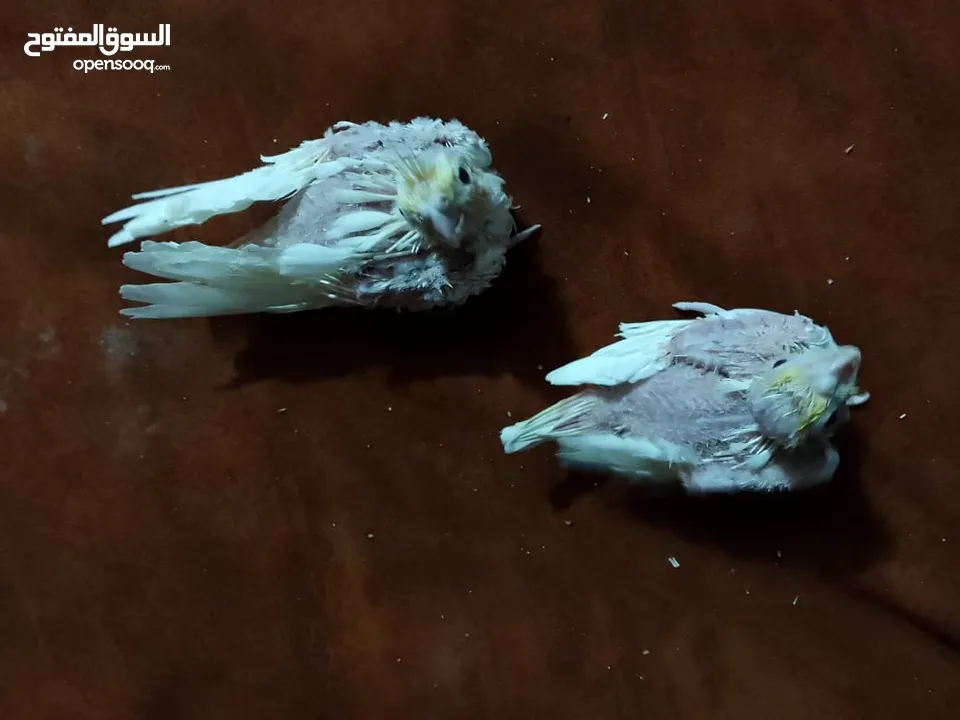مجموعة طيور جواز كلها شغاله أن شاء الله