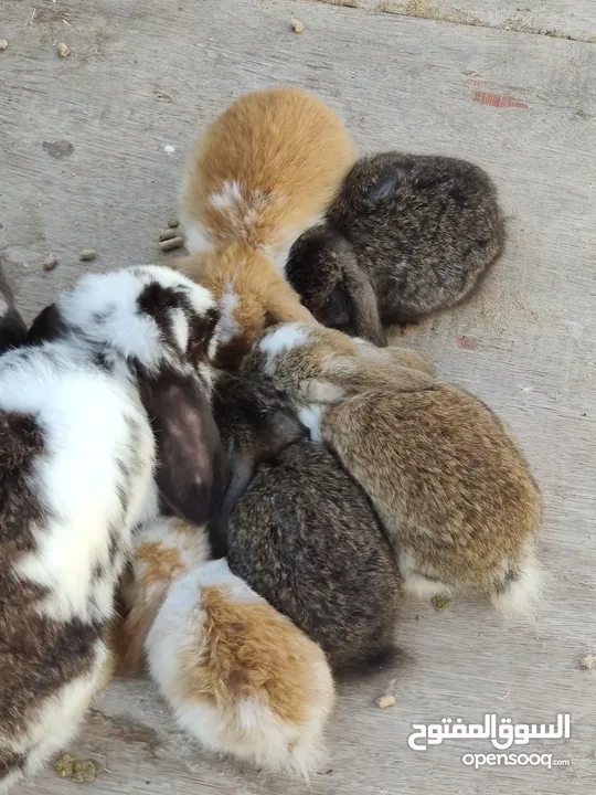Holland lop bunnies