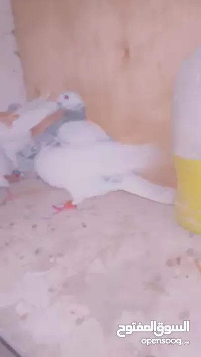 7 حبات طيور حمام بسعر حرررررررررق بطيرين مع زواجل