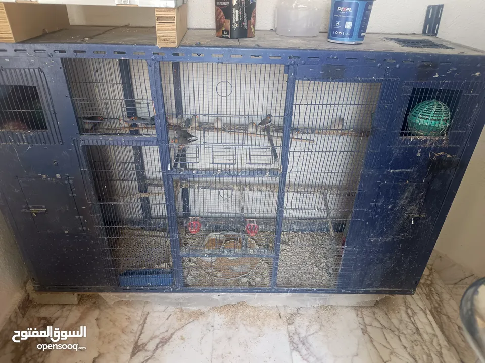 طيور جنه مع قفص حديدي قوي جدا بسعر مغري جداً