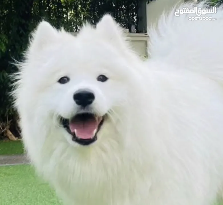 كلب سامويد  - Samoyed dog