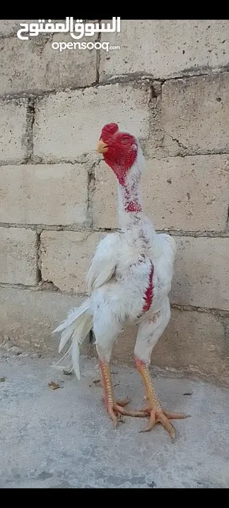 ديوك  الماني  ابيض