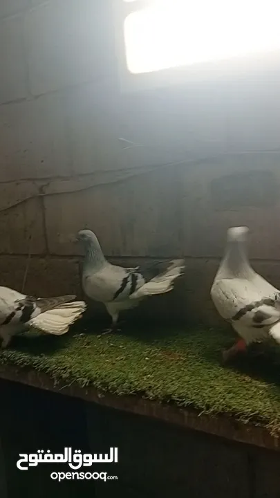 نوريه زرقا لبنيه ذنب كركند