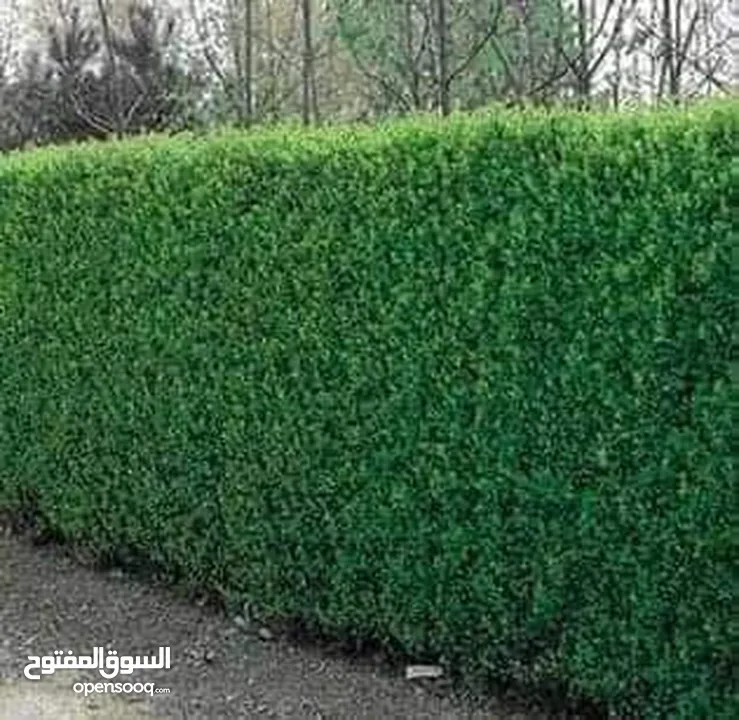 تنسيق حدائق
