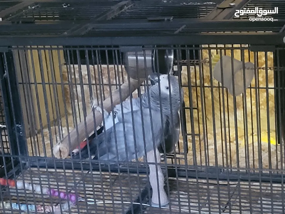 ببغاء كاسكو أليف متكلم بطلاقة