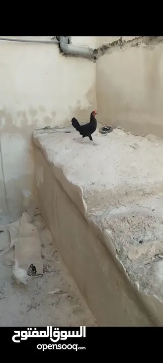 جاج بلدي للبيع