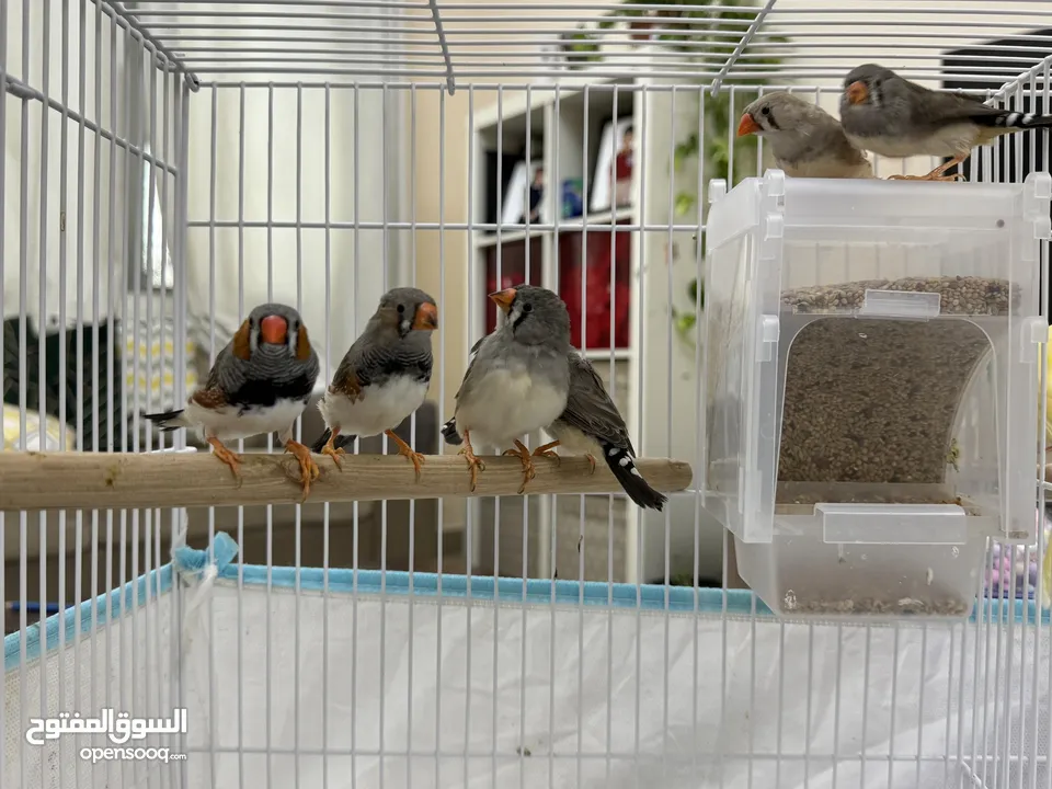 3 عصافير كناري + 6 عصافير زيبرا في قفص كبير 60سم مع مستلزماتهم  3 Canari birds + 6 zebra finches