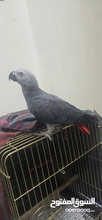 African grey parrot baby