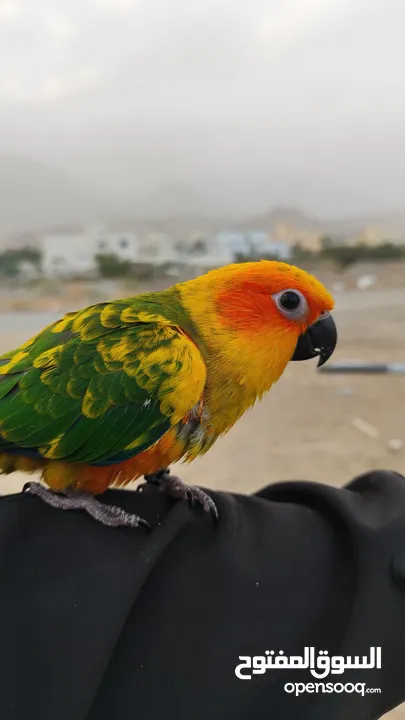 صن كنيور اليف  Sun Conure