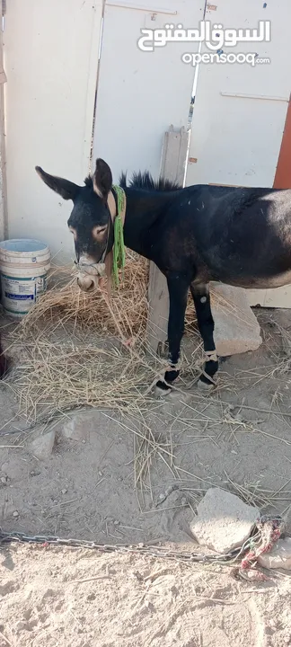 حمار  حراث كفاله ركوب من مجاميعو