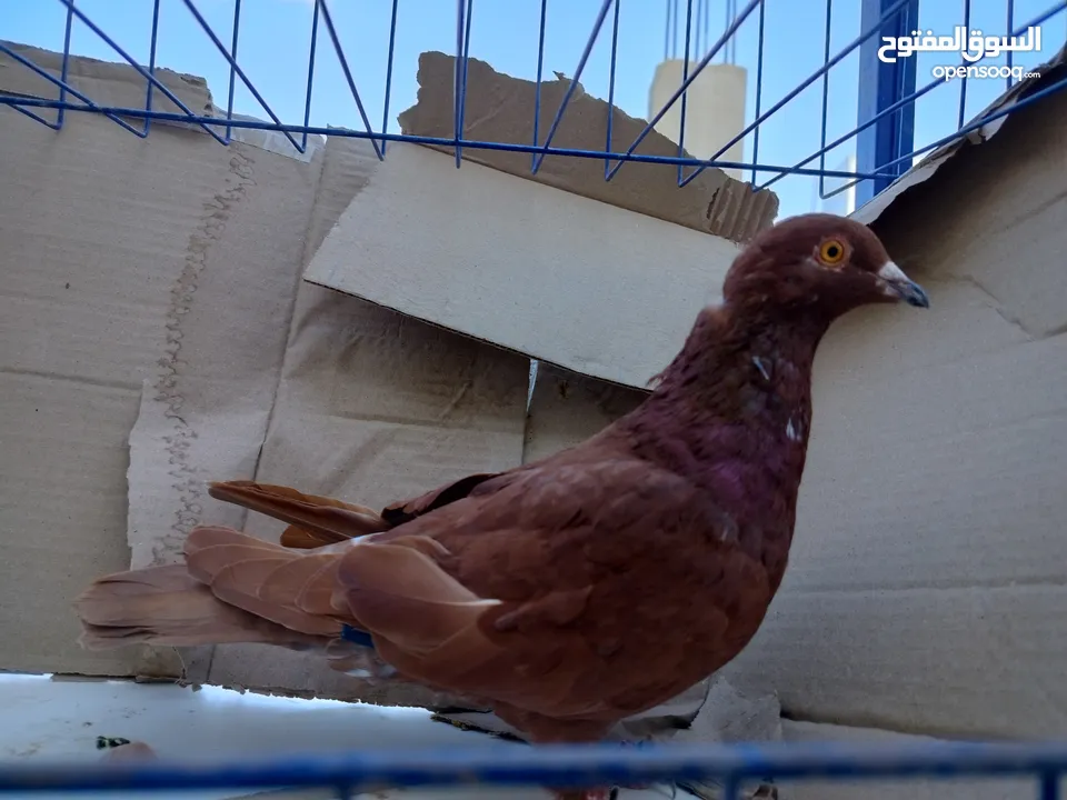 حمام بلدي وانواع اخره   بحاله ممتازة شغالات 14جوز وهاي بعض الصور