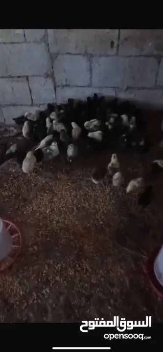 صياصان دجاج بلدي عمر شهر  للبيع