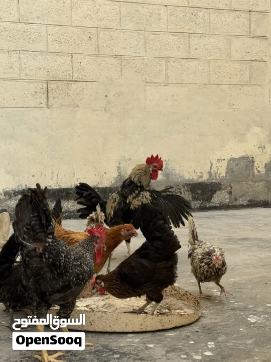 دجاج وديوك للبيع