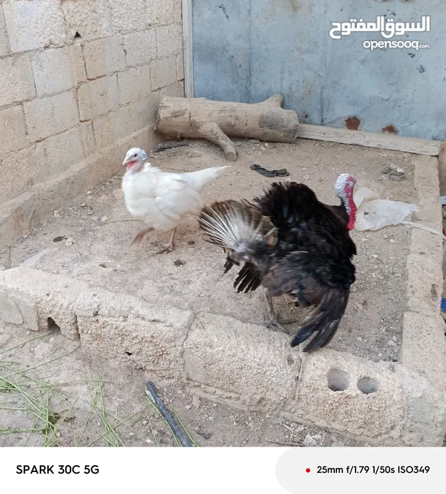 حبش العدد اربع حبشات لون ابيض وديك حبش اسود كلو شغال