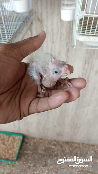 African love birds and cockatiels breeding pair