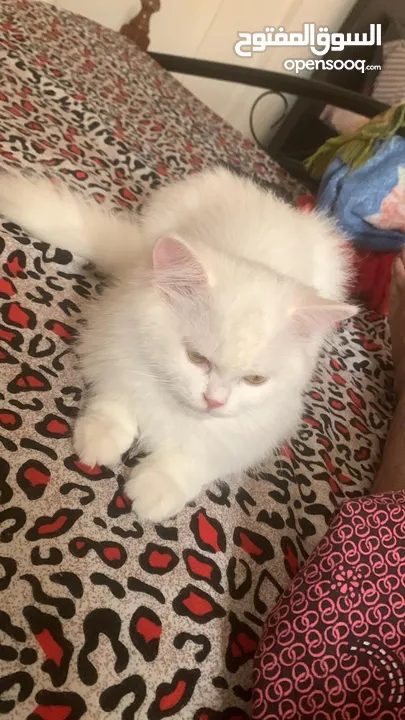 PERSIAN SHIRASI CAT