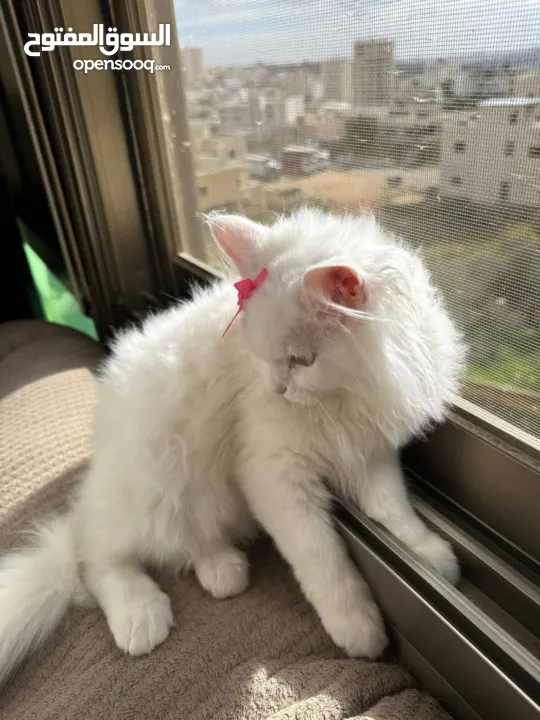 قطة شيرازي بيضاء ~ للبيع بسعر رمزي ^