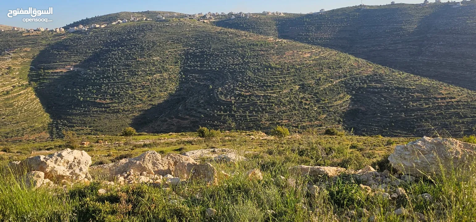 قطعة أرض للبيع من أراضي بلدة سنجل منطقة غرابة، مطلة على الساحل، منطقة A، قوشان طابو سلطة مستقل