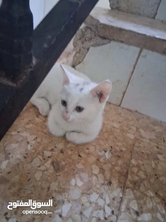 قططط من نوع سيامي ذكر و انثى