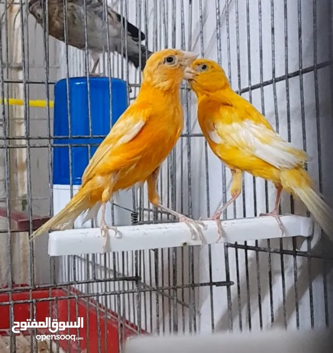 فحلين ... جزري واحمر