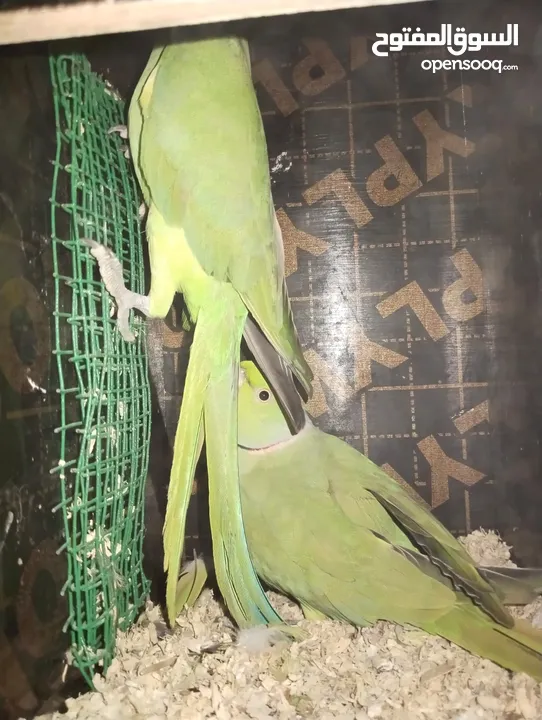 Green parrot 2 breading pair 100% bread pair