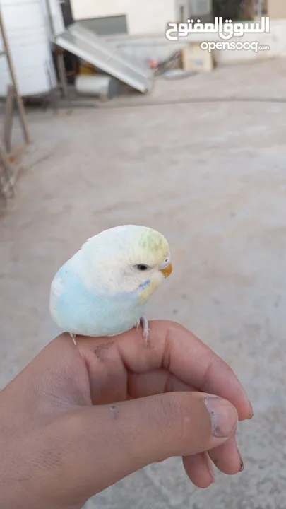 عصفورين حب اليف للبيع او بدل