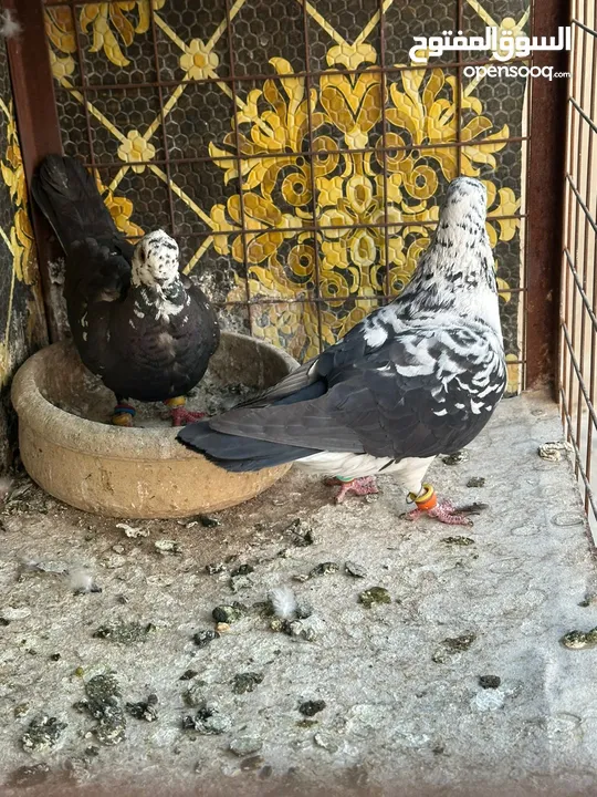 تنظيف سطح جوزين بسعر حرق