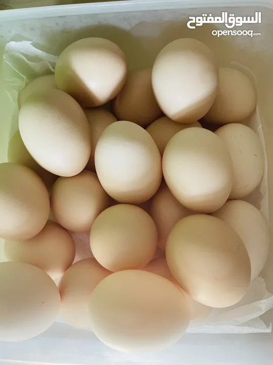 Home organic eggs , no antibiotics