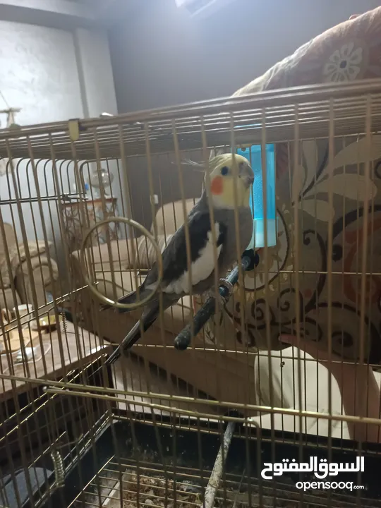ببغاء كوكتيل مدرب