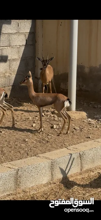 غزال انثى الديماني العمر من 6 الى 7 اشهر