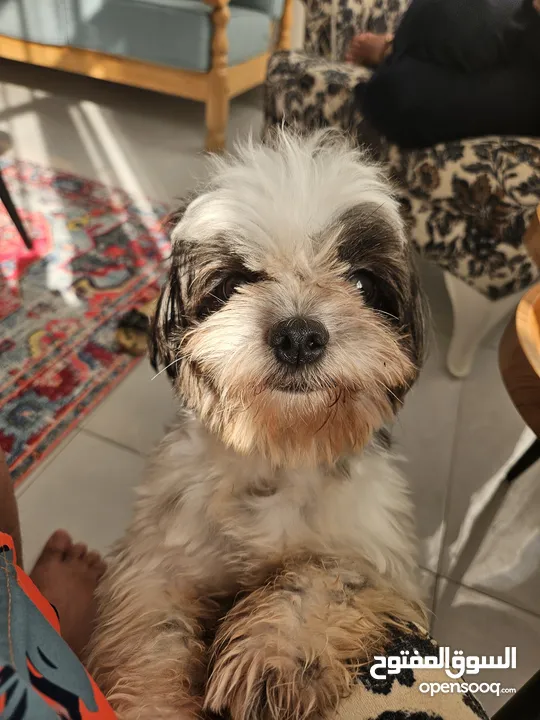 dog for sale Shi tzu