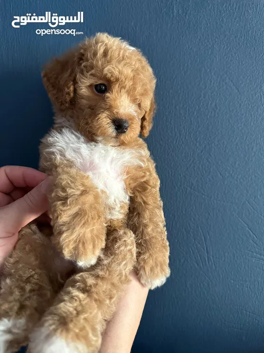 Toy poodle