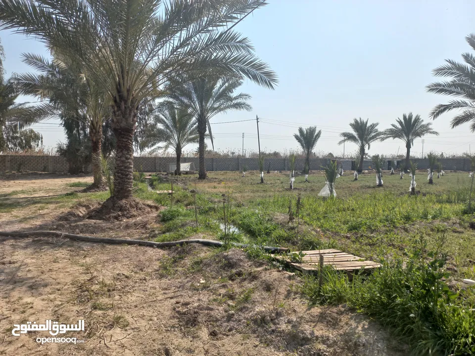 مزرعه 5 دونم في بغداد الرضوانيه على شارعين تبليط قرب القطاع الزراعي