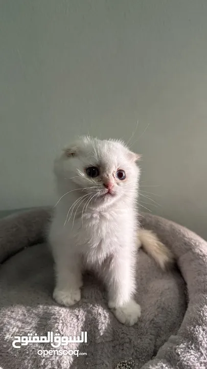 Scottish fold female  انثى سكوتش فولد