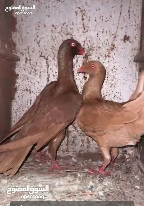 جوز سلافر في البقعة