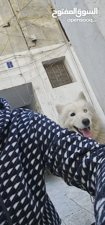 pure husky very friendly