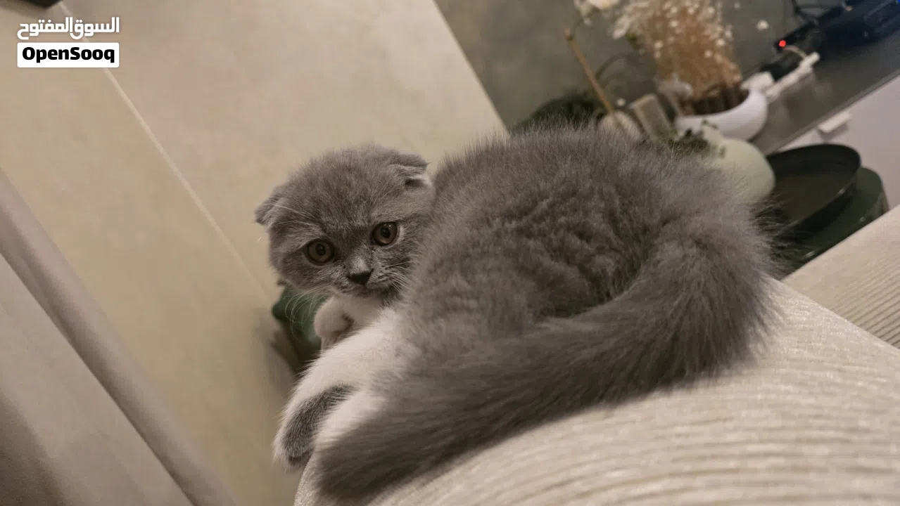 Scottish fold female kitten 3 month old